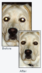 Results from pet-eye removal software.